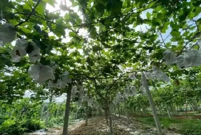 喷药|网传葡萄蘸药的视频 有“药水”葡萄还能吃吗