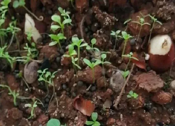 植物播种|翠菊什么时候播种最好