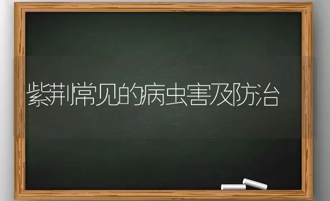 紫荆常见的病虫害及防治 | 种植病虫害防治