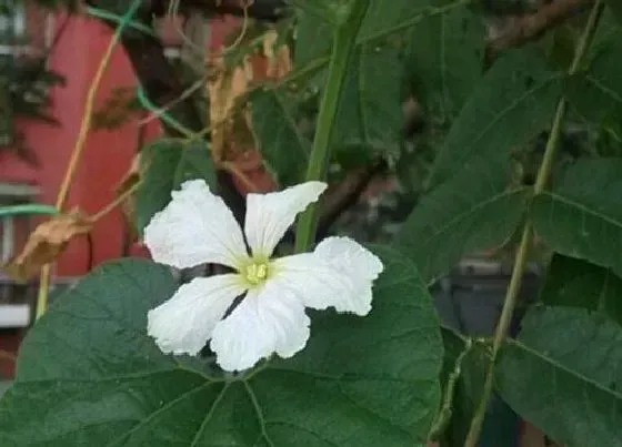 开花时间|葫芦多久开花一次