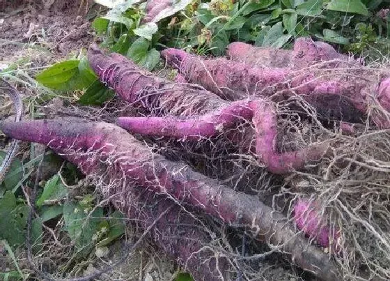 种植方法|紫山药怎么种植 种植方法与技术