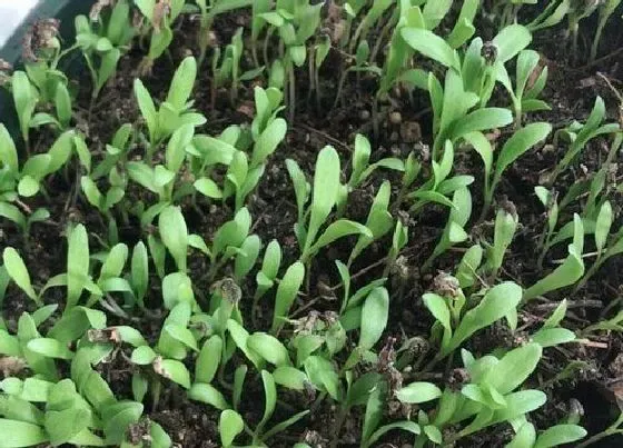 植物播种|金盏菊什么时候播种好