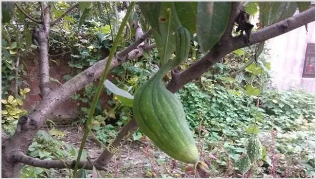 丝瓜畸形原因及防治方法 | 耕种资料