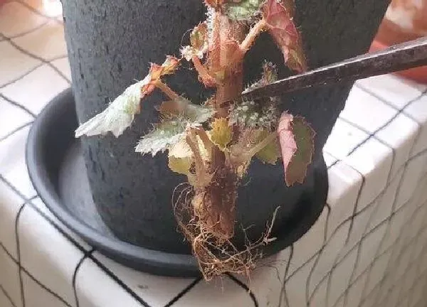 植物扦插|秋海棠的扦插方法图解 几月适合扦插