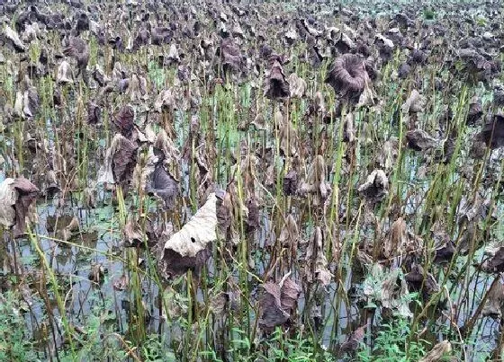 果实成熟|莲藕什么季节成熟 收获时间是几月份