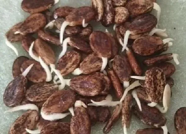植物发芽|西瓜种子多久发芽 发芽要多长时间