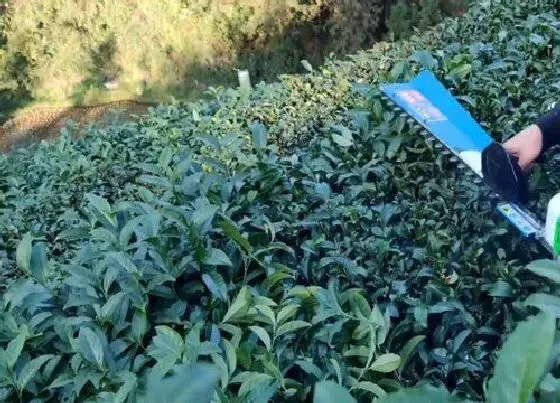 植物修剪|茶树怎么修剪方法