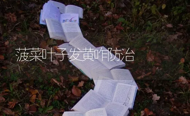 菠菜叶子发黄咋防治 | 蔬菜种植