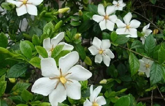 冬天植物|栀子花怕冷吗 能耐最低温度