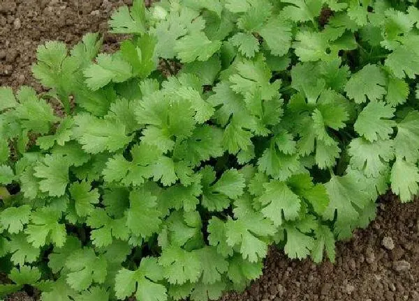 养殖科普|香菜好种吗怎么种 香菜什么时候种植最合适