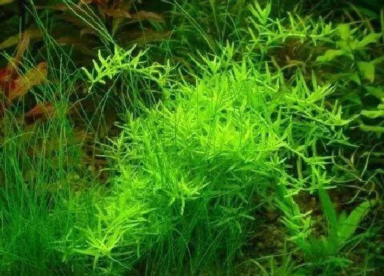 植物修剪|宫廷草怎么修剪好看