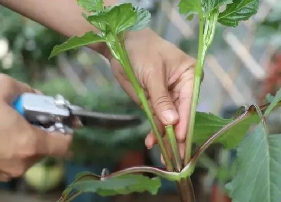 植物修剪|大丽花怎么修剪方法