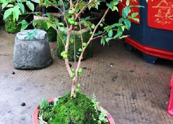 养殖科普|嘉宝果可以种在花盆里吗
