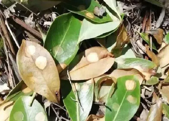植物病害|八角炭疽病发病原因及用药治疗
