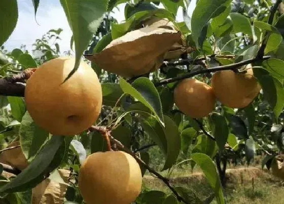 果实成熟|圆黄梨什么时候成熟