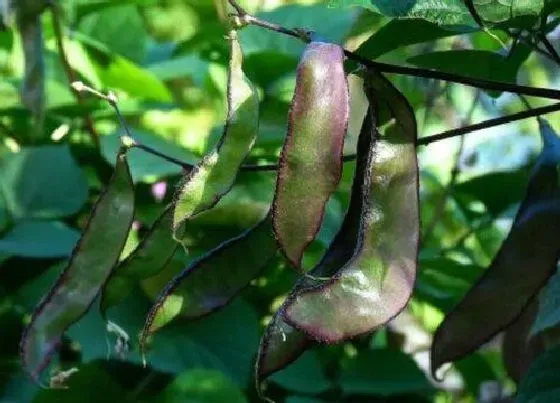 种植方法|猪耳朵豆角种植时间和方法