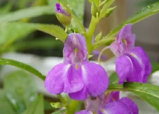 颜色花|凤仙花有什么颜色