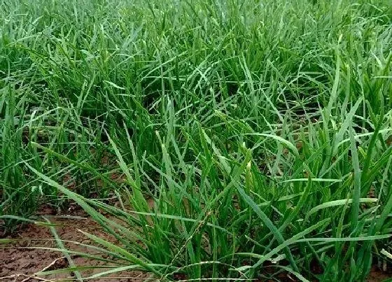 植物施肥|韭菜用什么肥料好