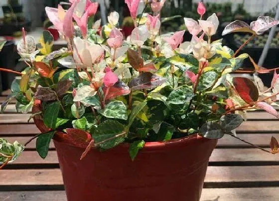 植物种类|络石是草本还是木本