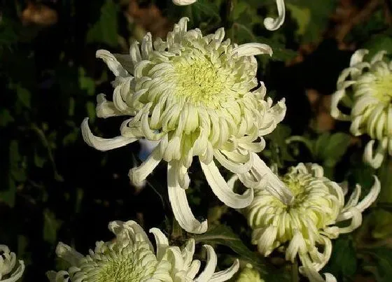 开花时间|龙爪菊什么时候开花 种多长时间开花