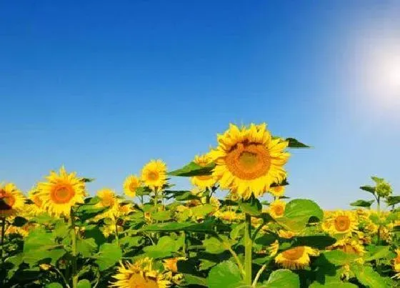 花卉百科|向日葵在什么季节开放 开花的外形和特点描写