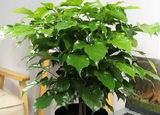 植物修剪|菜豆树怎么修剪枝叶 适合的修剪时间与方法