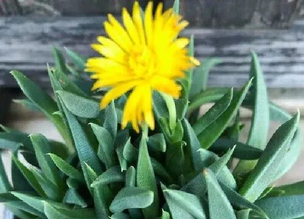 养殖方法|黄花照波的养殖方法和注意事项