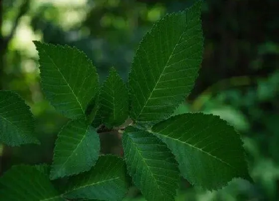 植物排行|榆树什么品种最好