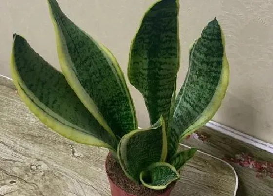 植物种类|净化空气的盆栽有哪些 净化空气的花卉植物