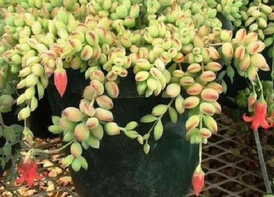 植物修剪|达摩福娘怎么修剪好看