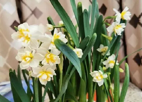 开花时间|水仙花四季开花吗