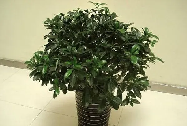 植物浇水|非洲茉莉怎么浇水方法 一次浇多少水合适