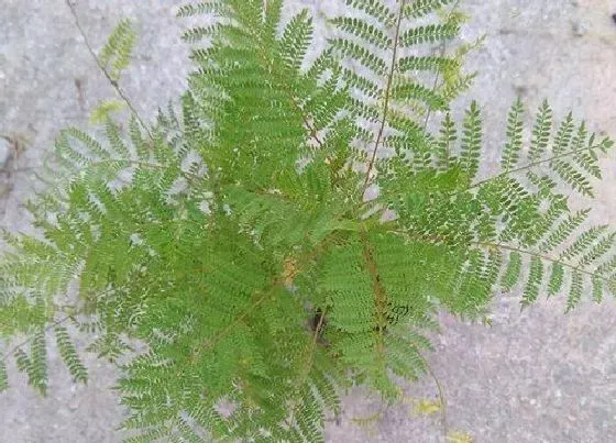 冬天植物|蓝花楹冬天掉叶子吗