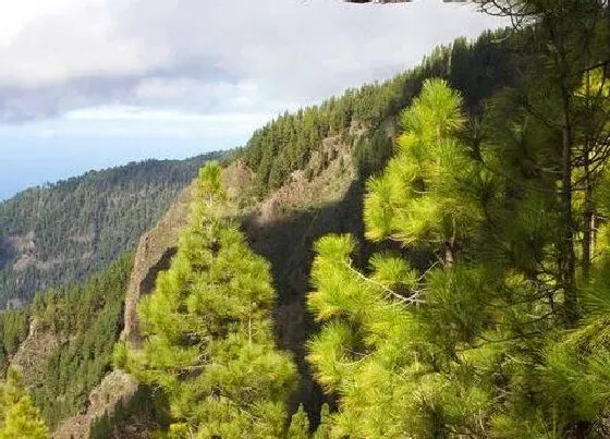 植物百科|油松属于什么植物类型