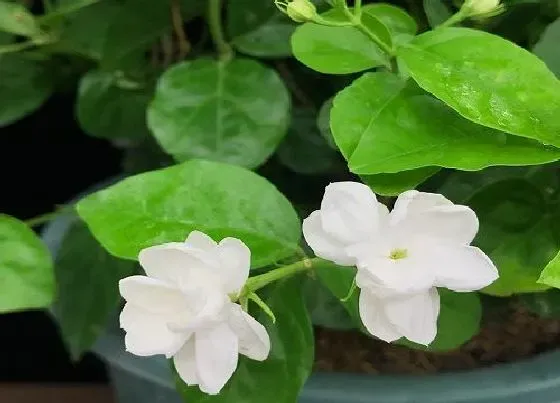 开花时间|茉莉花什么季节开花 开花时间与特点