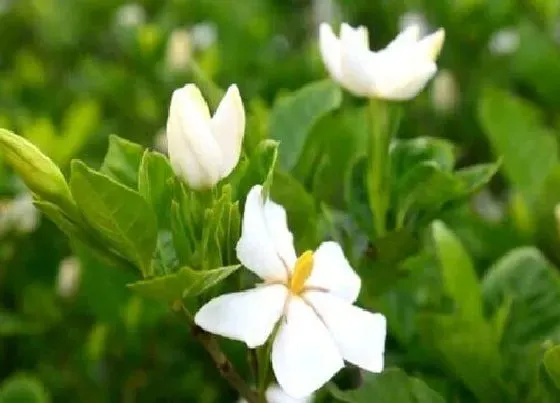 花之最|栀子花有几个品种和图片 哪种栀子花最香好养