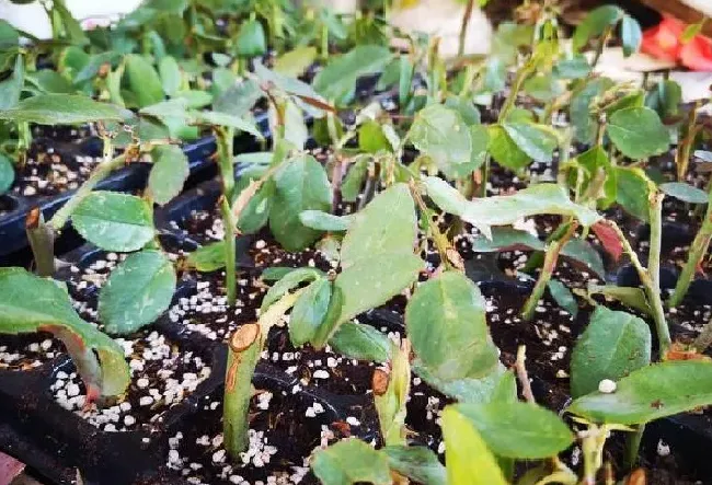 植物扦插|月季花扦插方法和注意事项（月季怎样扦插成活率高）