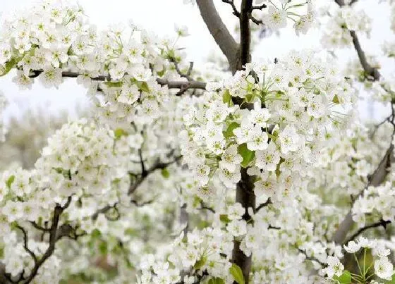 花朵|梨花有几个花瓣图片 梨花花瓣形状像什么