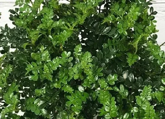 摆放常识|胡椒木适合家里养吗  家里种风水好不好