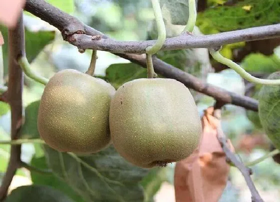 种植管理|猕猴桃树几月份种植合适