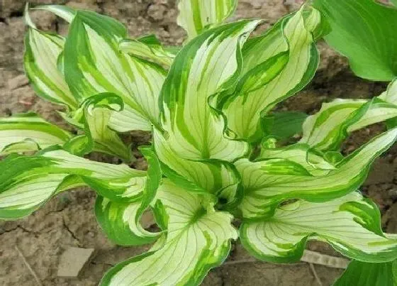 植物种类|玉簪花哪个品种好看 最漂亮的玉簪品种