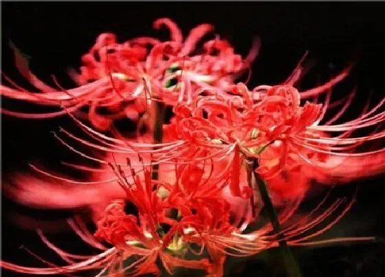 植物百科|彼岸花什么时候休眠
