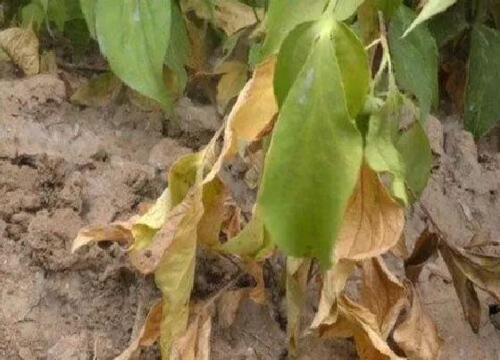 植物施肥|种白术用什么肥料最好