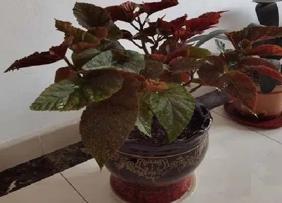 植物修剪|竹节秋海棠怎么修剪方法