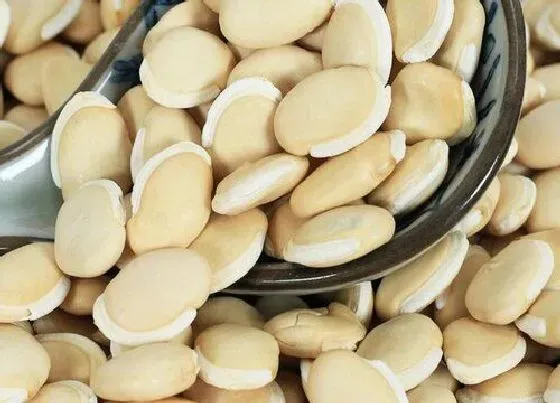 食用须知|扁豆种子可以吃吗