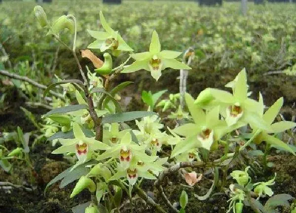 植物扦插|铁皮石斛可以扦插吗