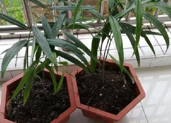 养殖科普|黄精可以种在花盆里吗