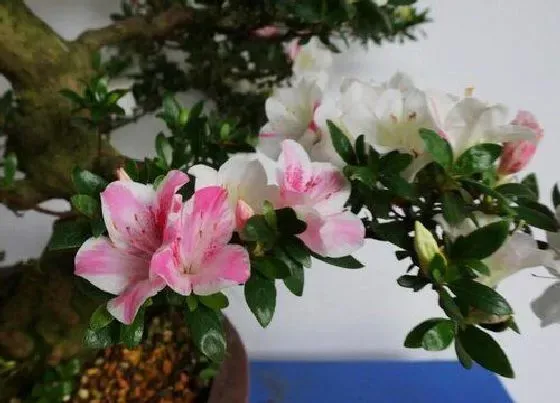 植物排行|杜鹃花什么品种最好