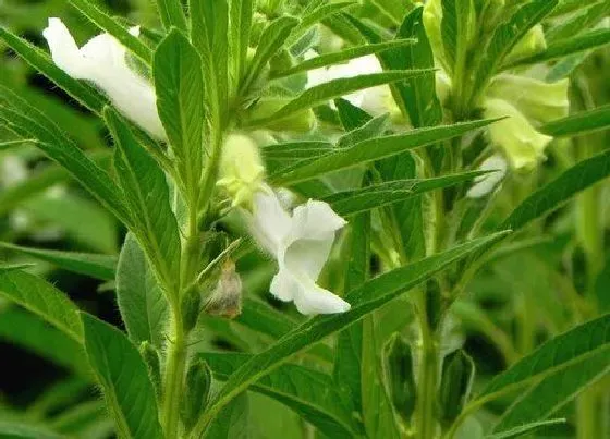 植物病害|芝麻炭疽病的发病原因与治疗方法