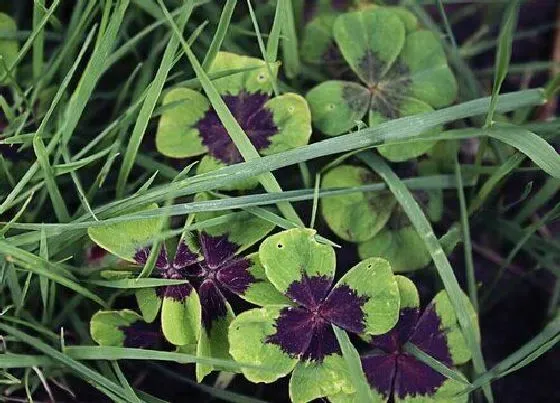 植物百科|四叶草是什么植物